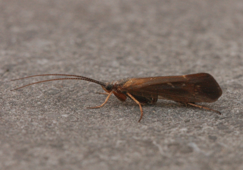 Zemst photo 3
