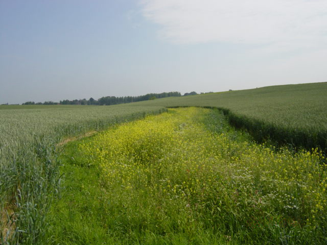 Velm photo 3
