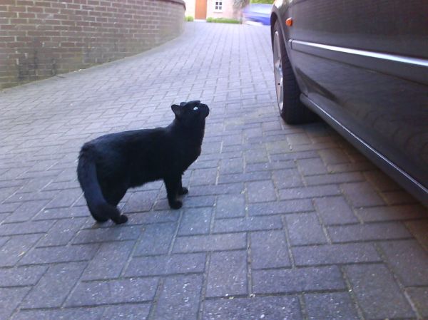 Stevoort, Flanders