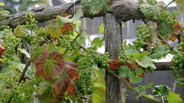 Wauthier-Braine photo 2