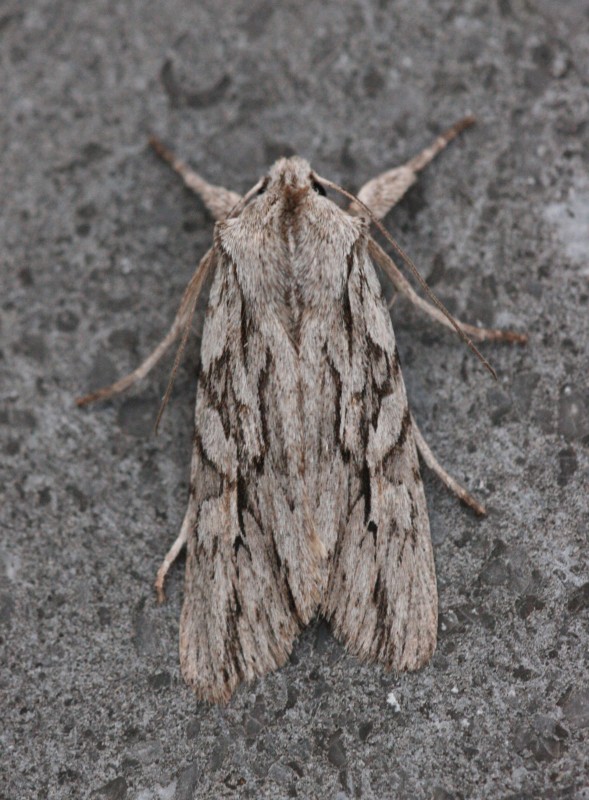 Zemst photo 2