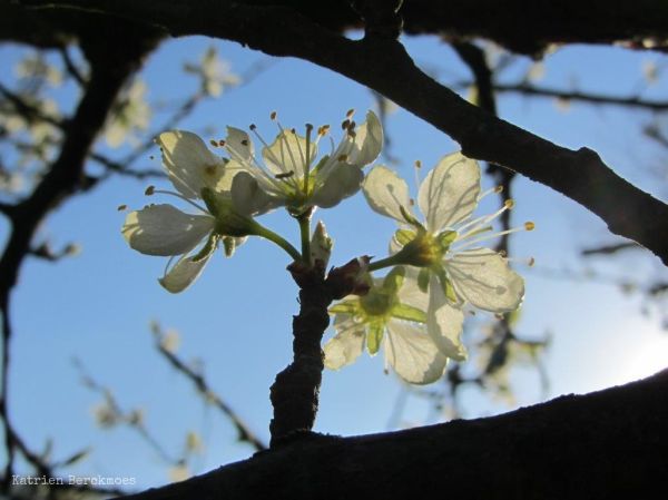 Wijnegem photo 2