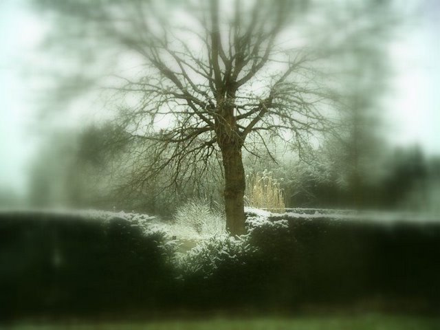 Tremelo photo 2