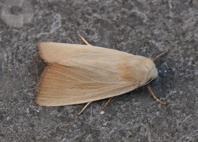 Zemst photo 4