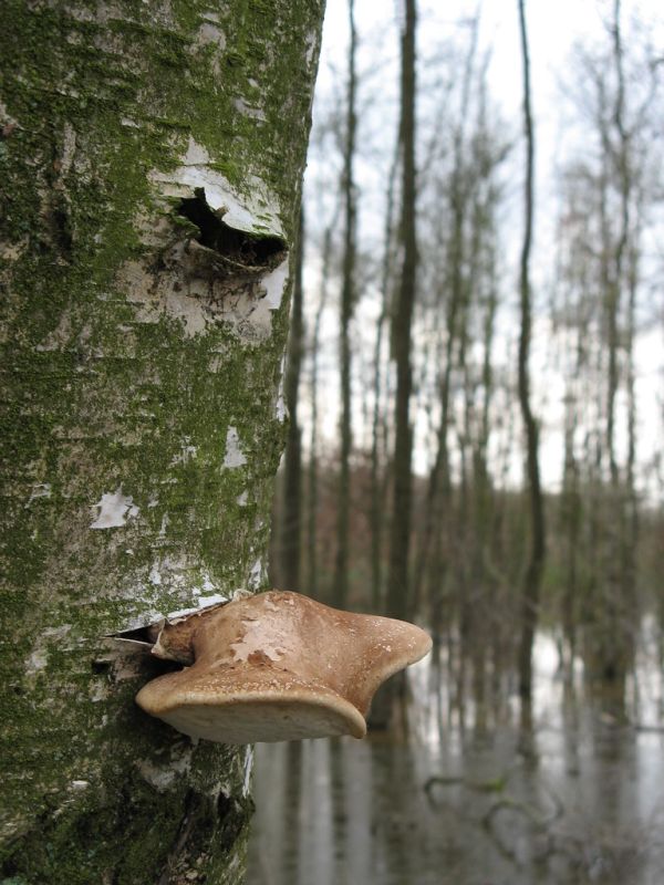 Zoutleeuw photo 4