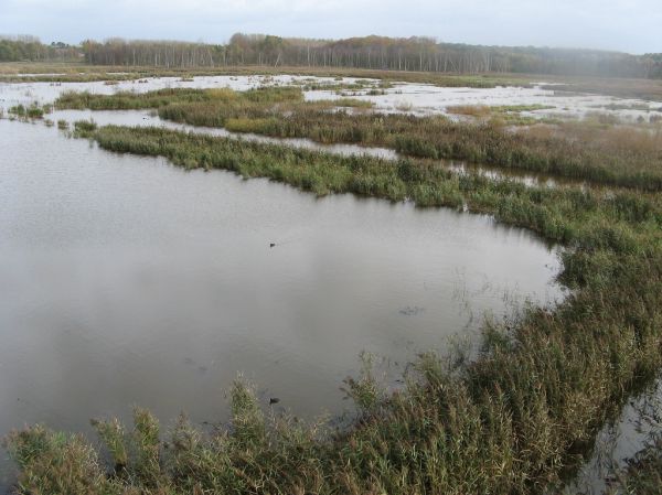 Zoutleeuw photo 2