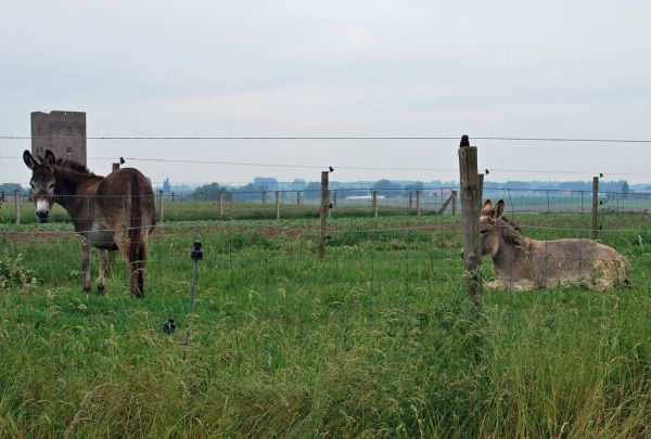 Poperinge photo 2