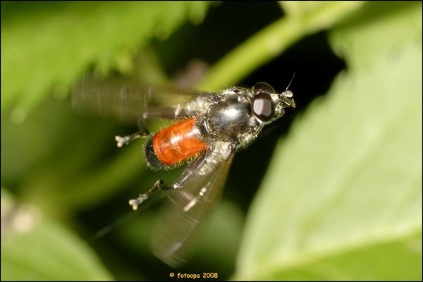 Ooigem photo 4