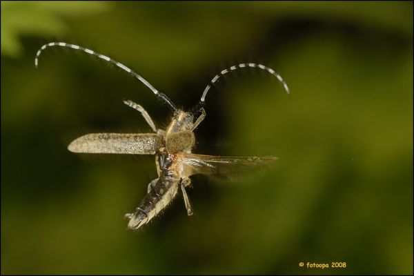 Ooigem photo 3