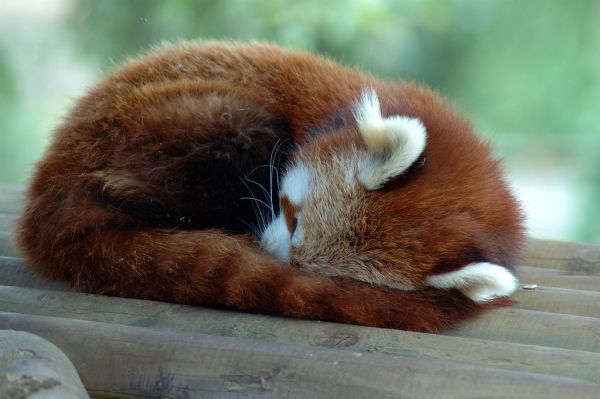 Roux photo 4
