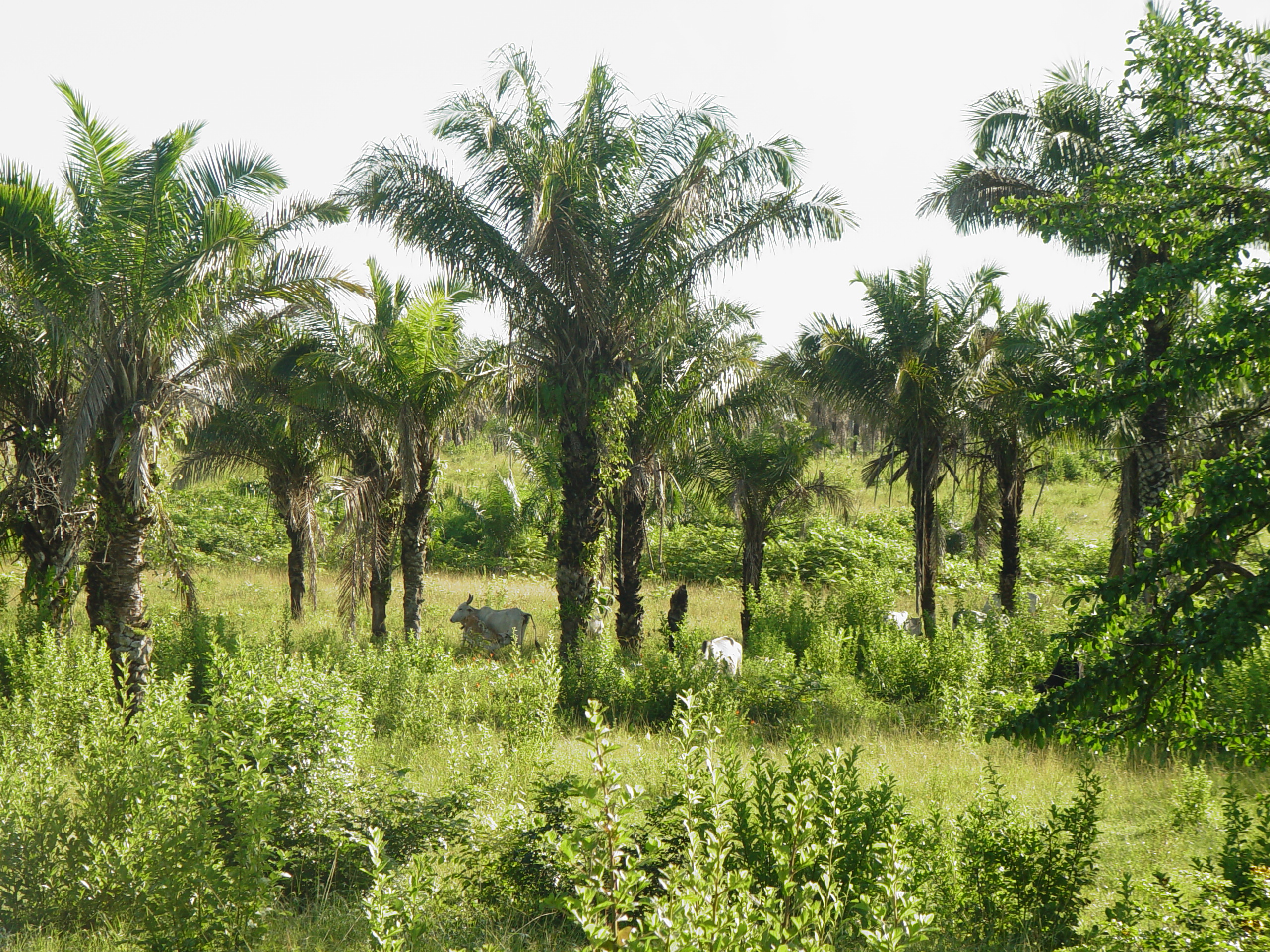 Turiaçu photo 2
