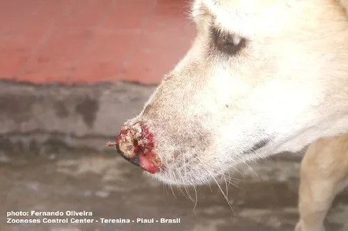 Teresina photo 3