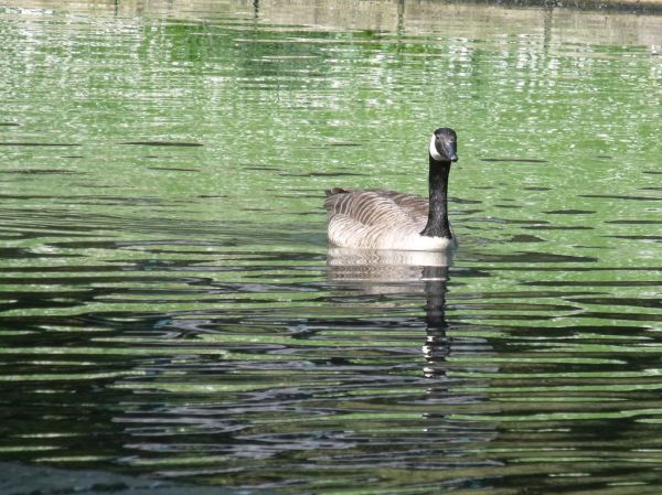 Attwood River, Ontario