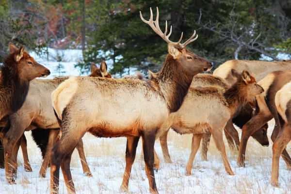 Antler River, Manitoba