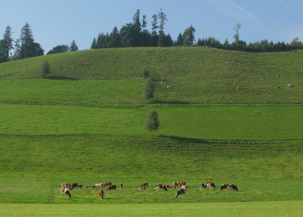 Willisau photo 4