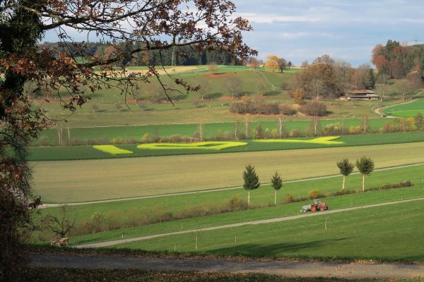 Weinfelden photo 3