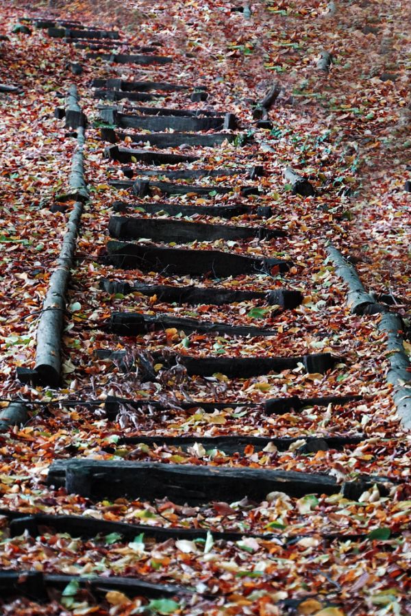 Wald photo 3