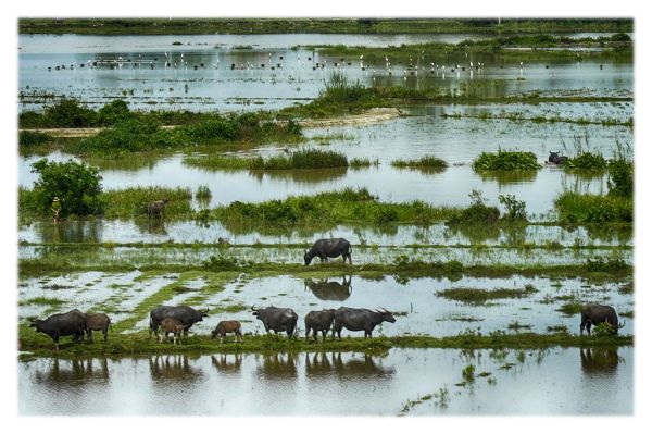 Indus River, 00
