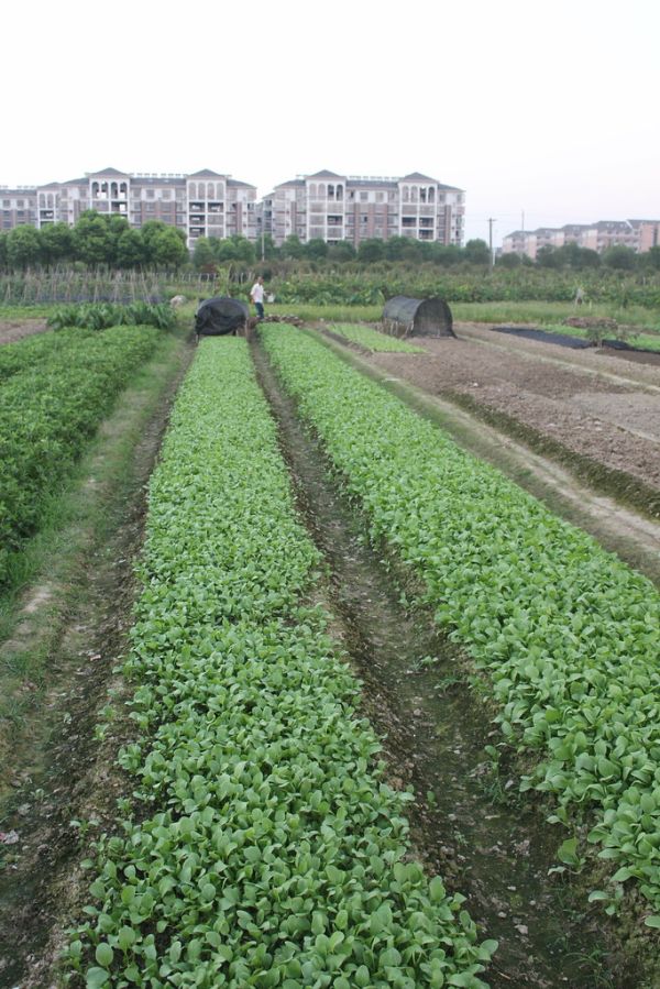 Xinyu, Jiangxi