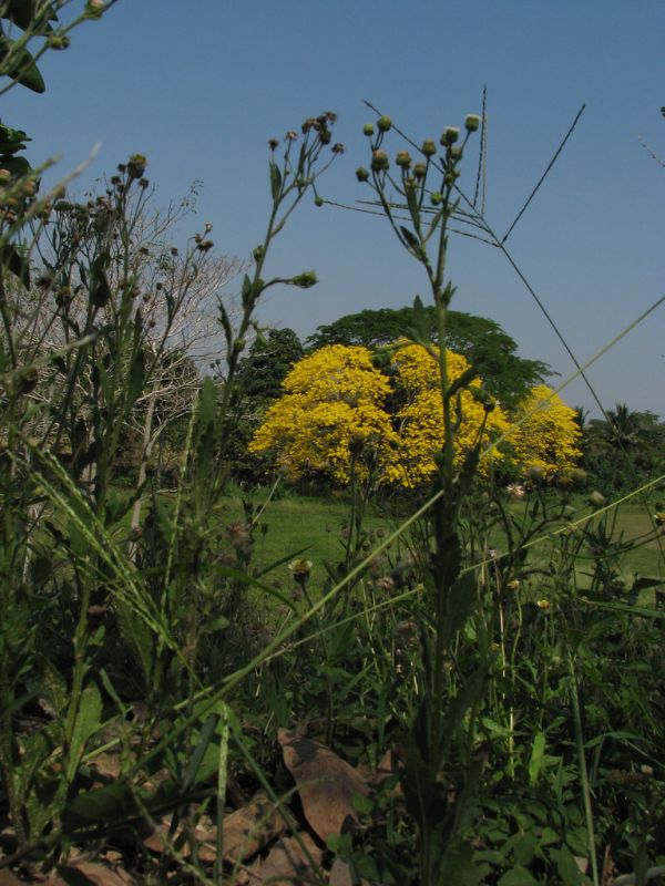 Villahermosa photo 3