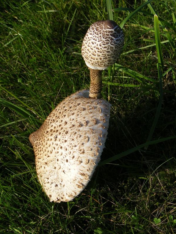 Wustrow photo 4