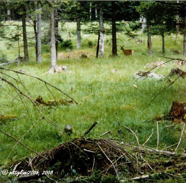 Zwiesel photo 2