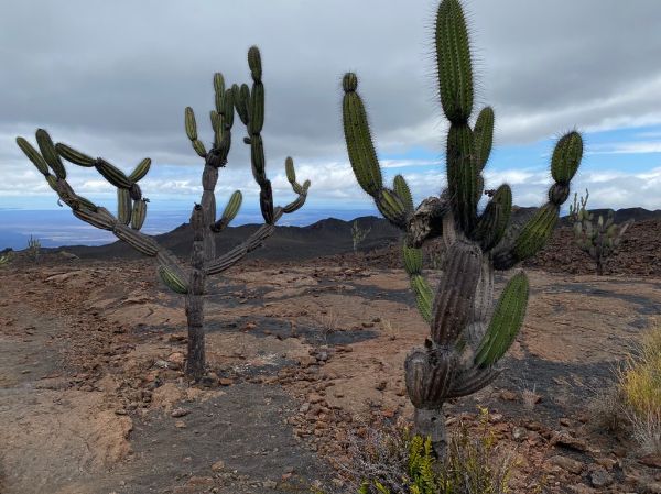 Volcán Sierra Negra photo 3