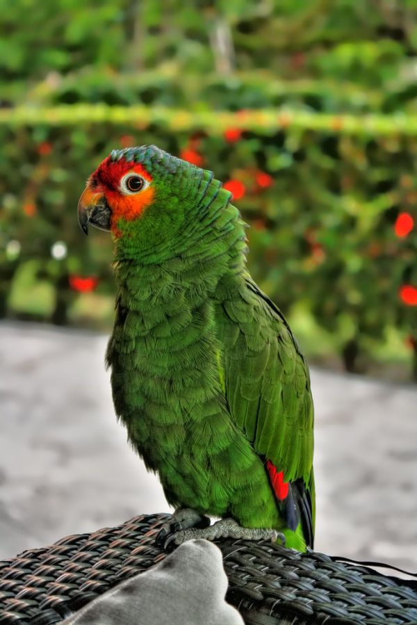 Palenque, Los Rios