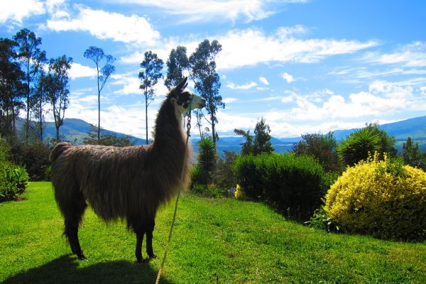 San Luis photo 4
