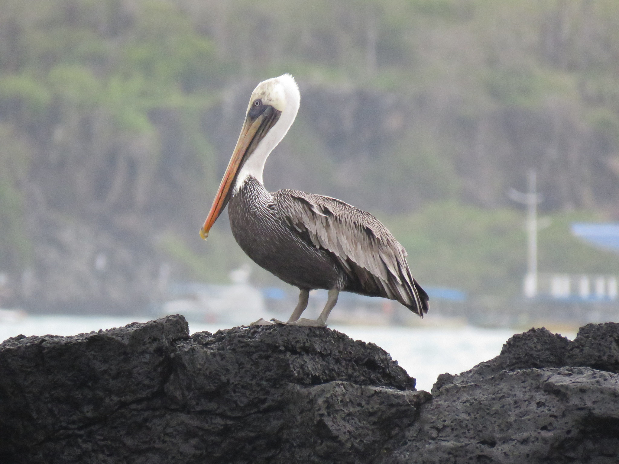 Puerto Ayora, Galapagos