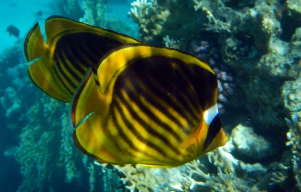 Shark Bay, South Sinai
