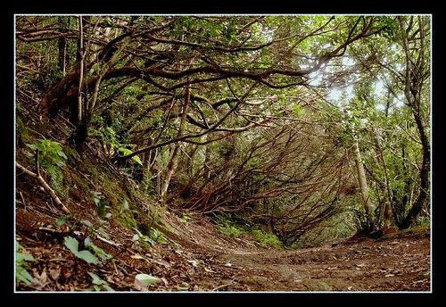 Monte de las Mercedes, Canary Islands