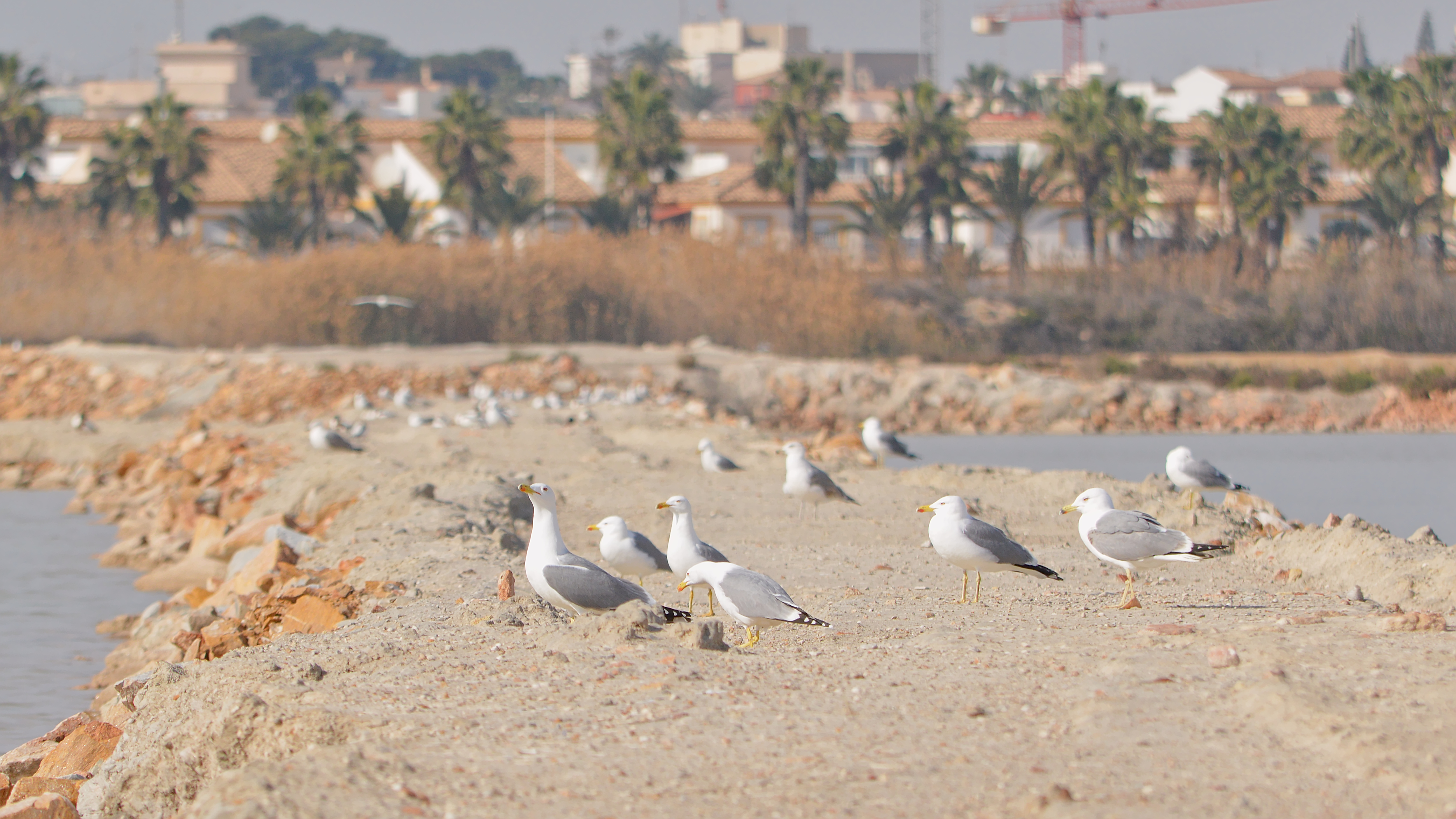 San Pedro del Pinatar photo 2