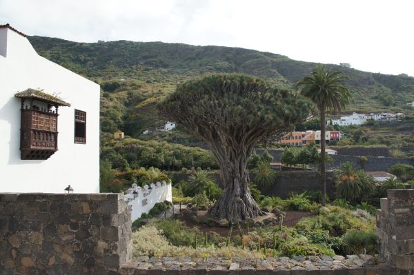 Icod de los Vinos, Canary Islands
