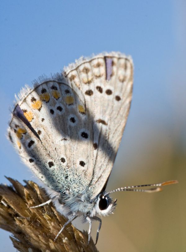 Talayuela, Extremadura