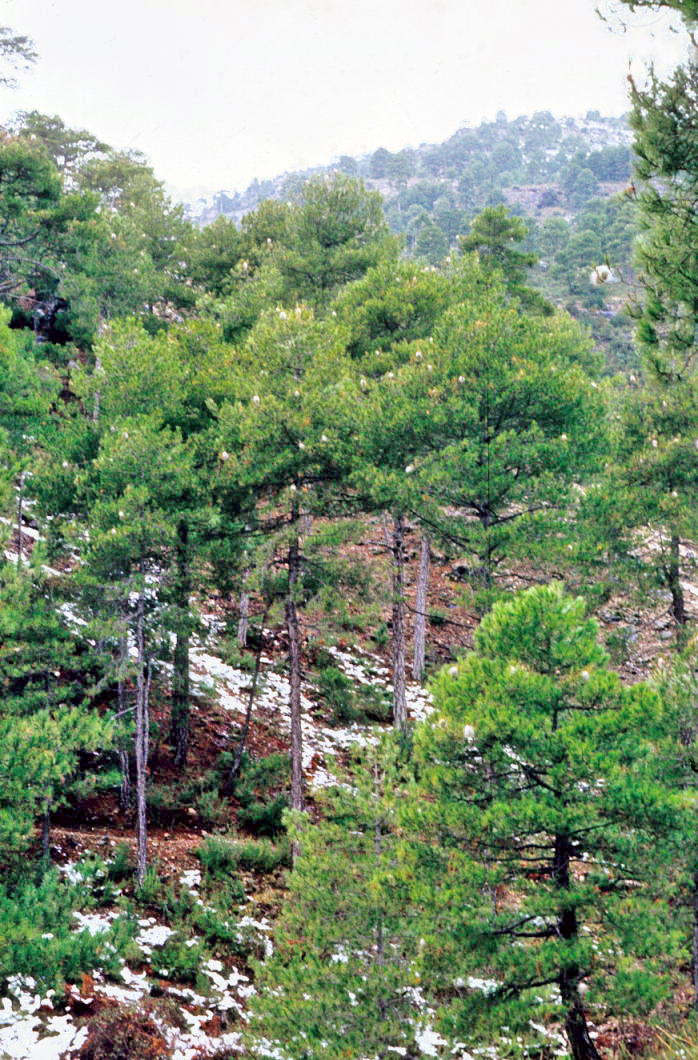 Pozo Alcón photo 4