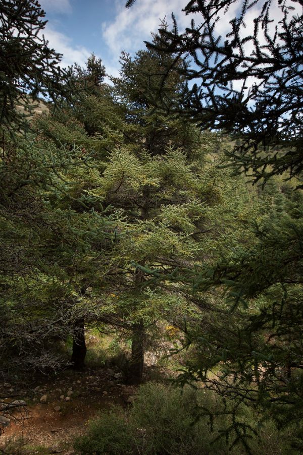Yunquera photo 4