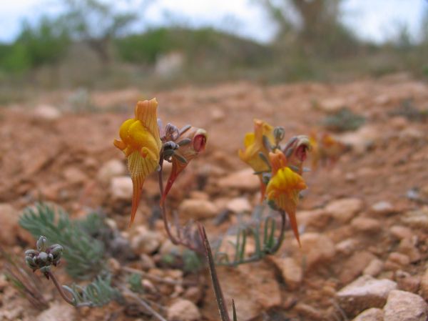 Tobarra photo 4