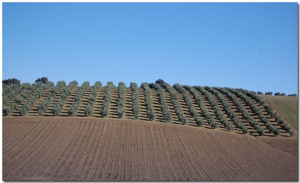 Santaella, Andalusia