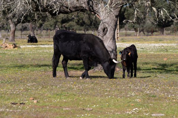 Santa Amalia, Extremadura
