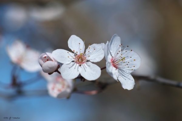 Plaisance-du-Touch photo 3