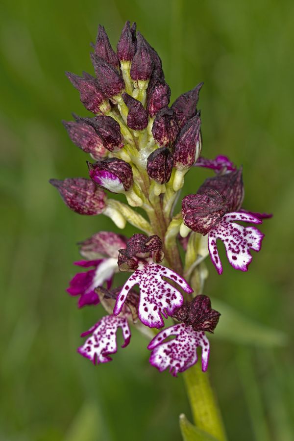 Orchies photo 4