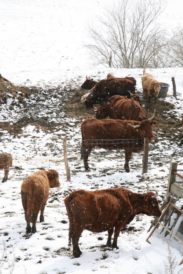 Puy de la Vache photo 2