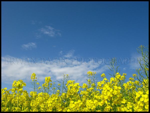 Ploudaniel photo 2