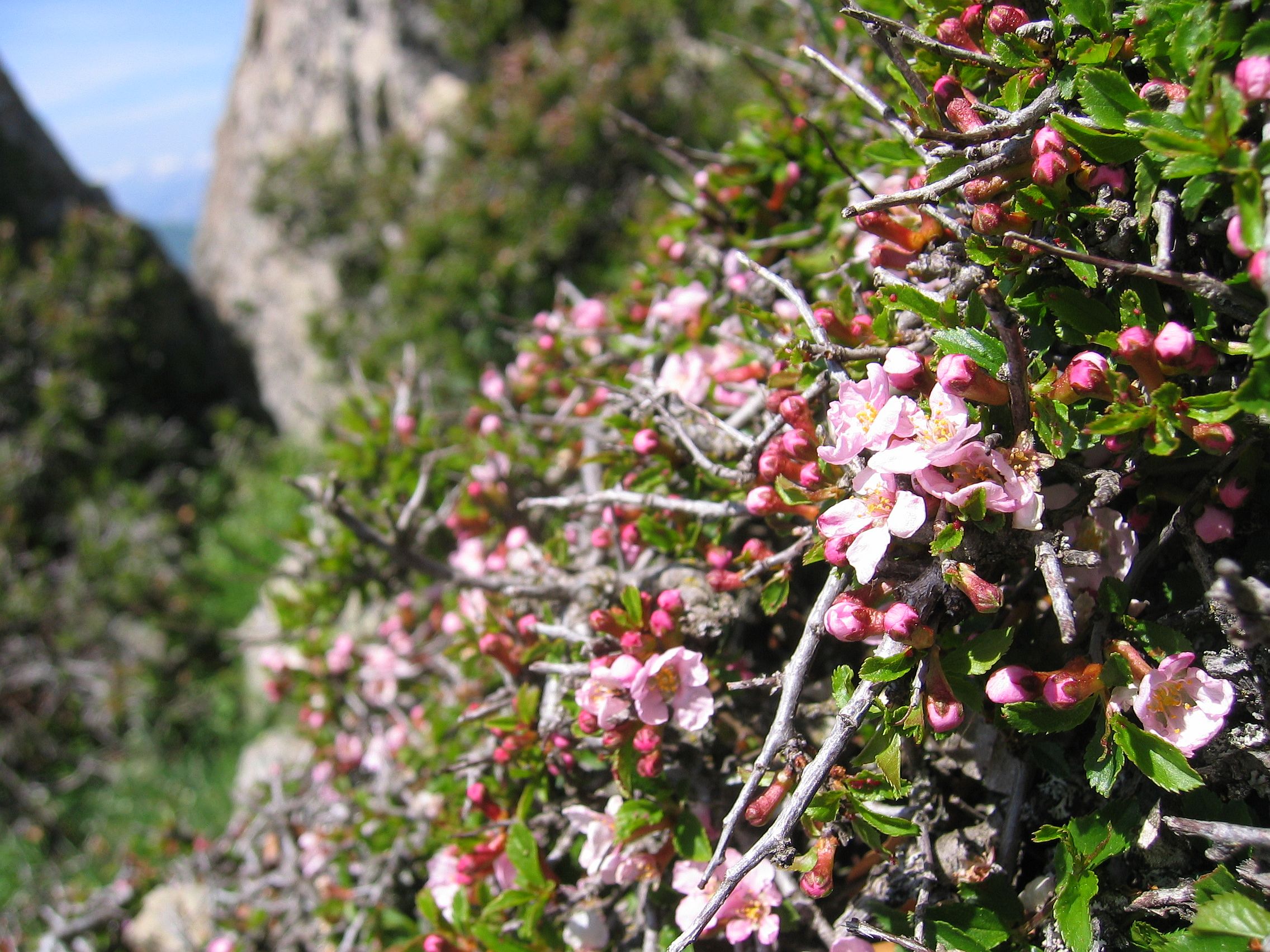 Mont Prunu, Corsica