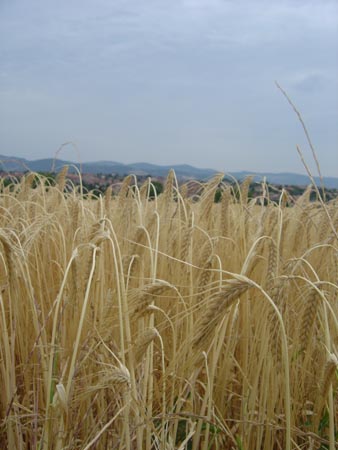 Soucieu-en-Jarrest photo 2