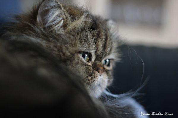 Persan photo 3