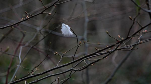 Sevran photo 4