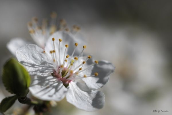 Plaisance-du-Touch photo 4