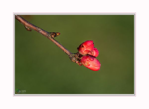 Vert-le-Petit photo 3